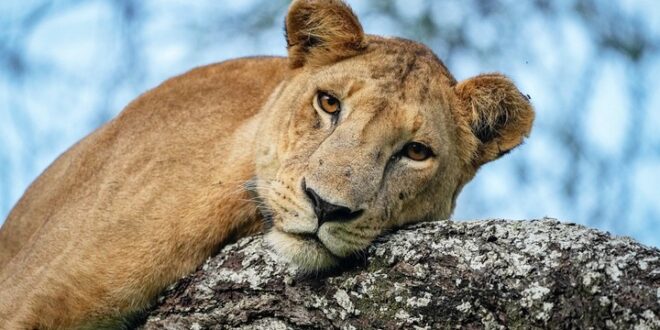 Lincoln Park Zoo Lion