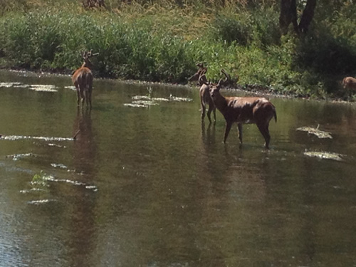 Des Plaines River Trail