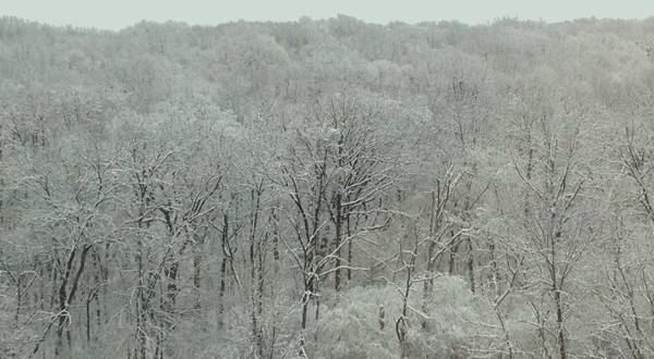 Snow Trees Chicago