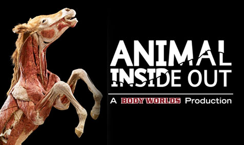 ANIMAL INSIDE OUT Exhibit, a Body Worlds Production