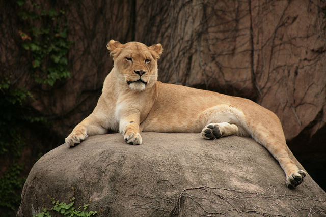 Linccoln Park Zoo on Memorial Day in Chicago