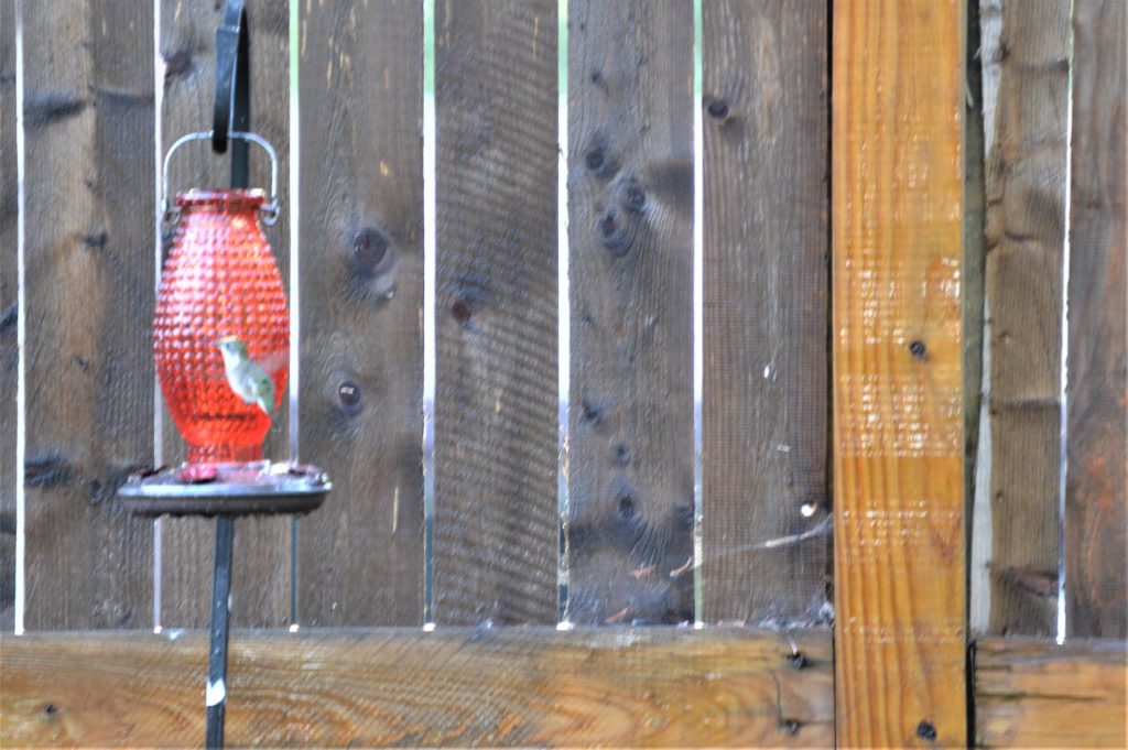 Hummingbirds in Chicago