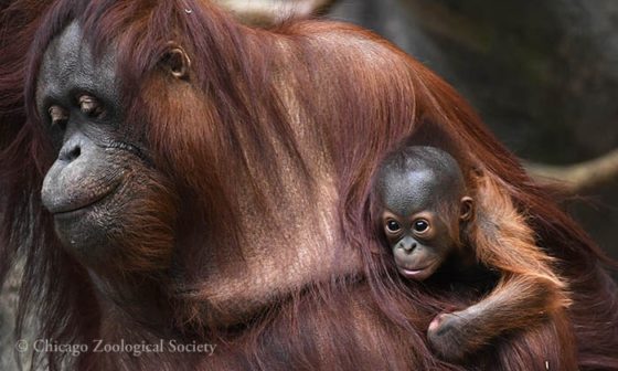 Brookfield Zoo Groupon Chicago Deal