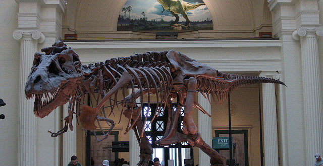 T-Rex Sue The Field Museum of Natural History Chicago
