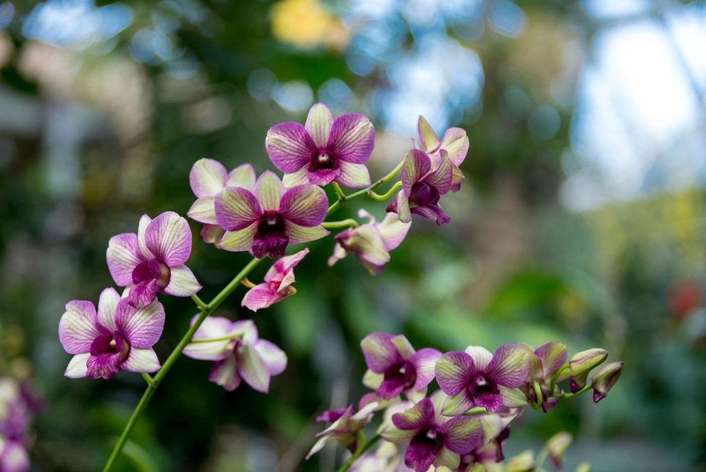 Orchid Show Chicago Botanical Garden