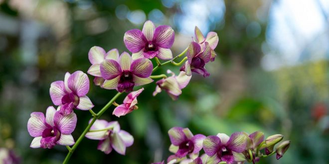 Orchid Show Chicago Botanical Garden