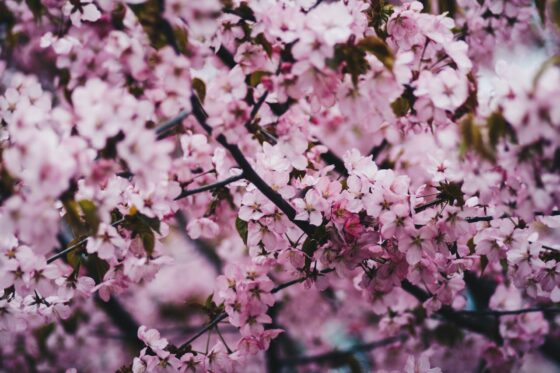Where to See Cherry Blossoms in Chicago