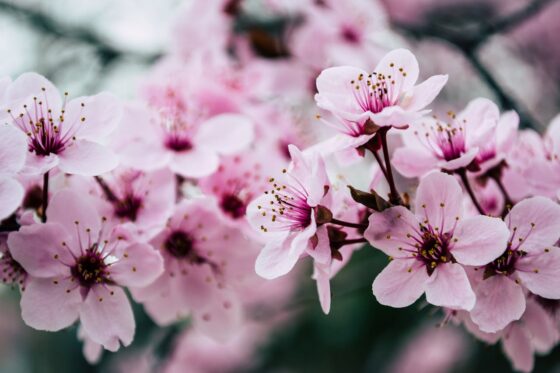 cherry blossoms in Chicago